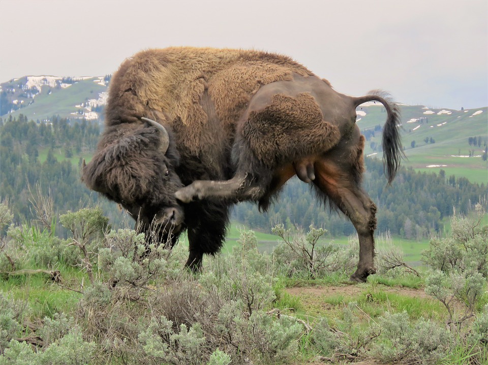 Wyoming Blockchain Bill Bison Picture