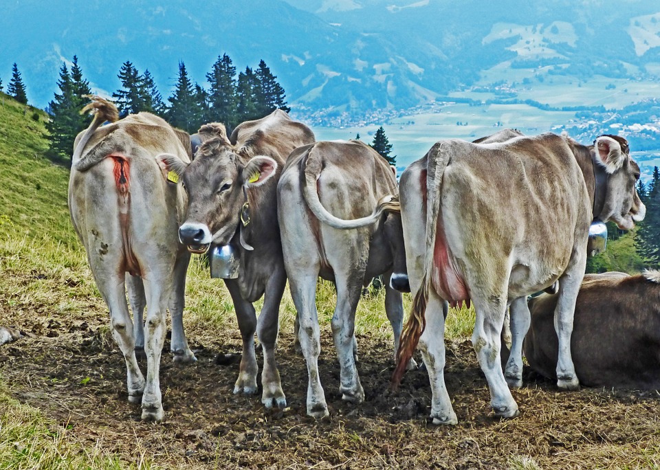 Wyoming Cows BeefChain RFID