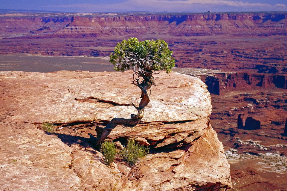 utah blockchain gnarled juniper